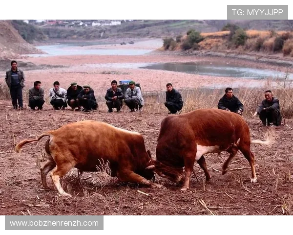 真人斗牛网址排行榜推荐最受欢迎的真人斗牛游戏平台推荐